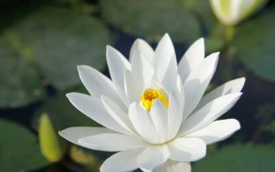 The White Lotus Tax Lessons: Navigating Gift Taxes, Lump Sum Payouts, Hush Money, and the IRS
